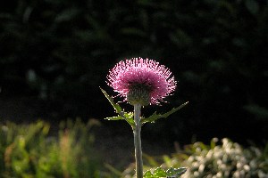 �␳�Ȃ��t���B�e