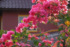 �Ώە��������������ς��̎B�e